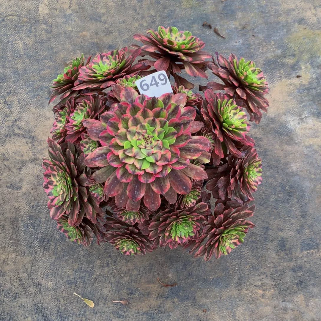 【闪购商品】如****。649000000000