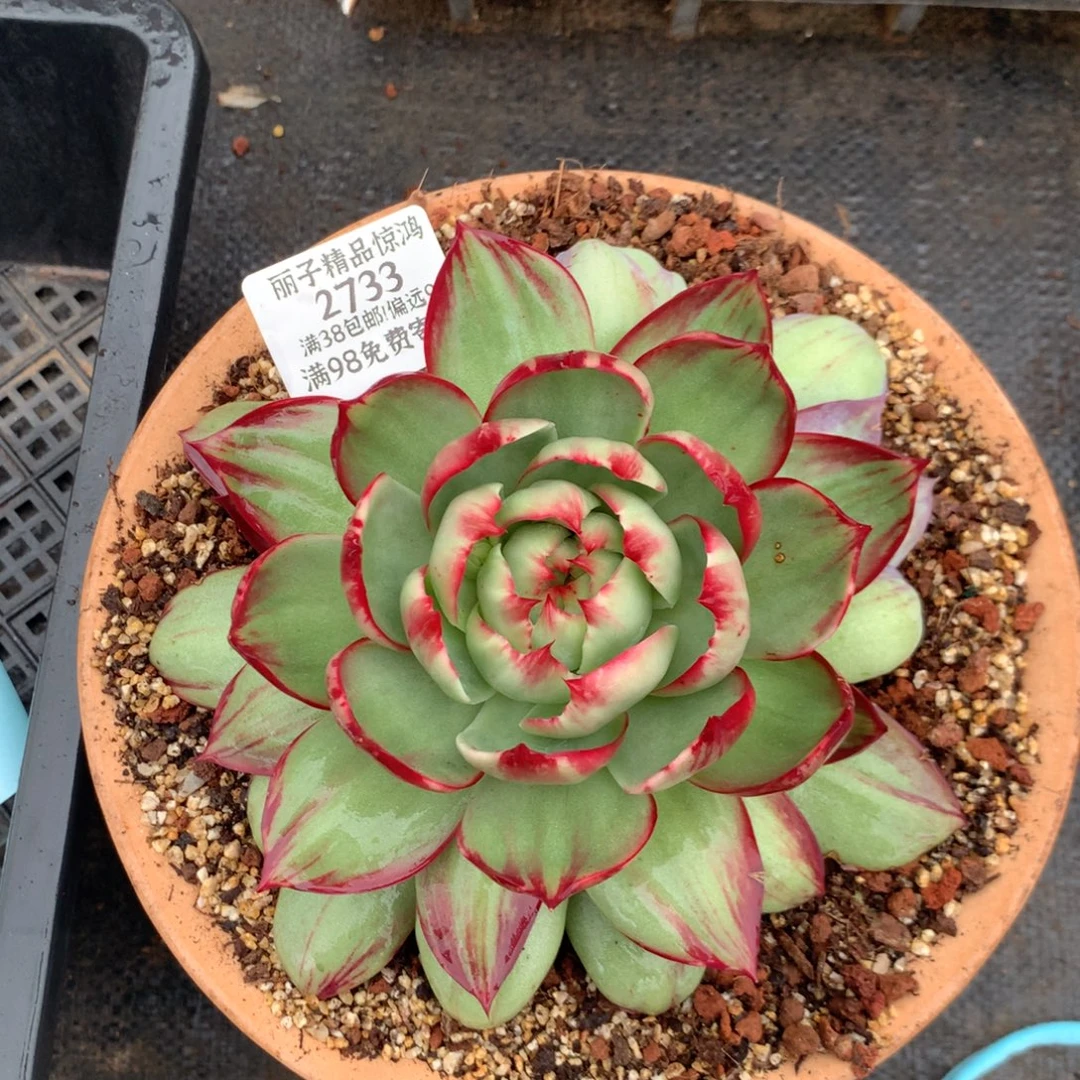 ****李2733号多肉植物惊鸿17
