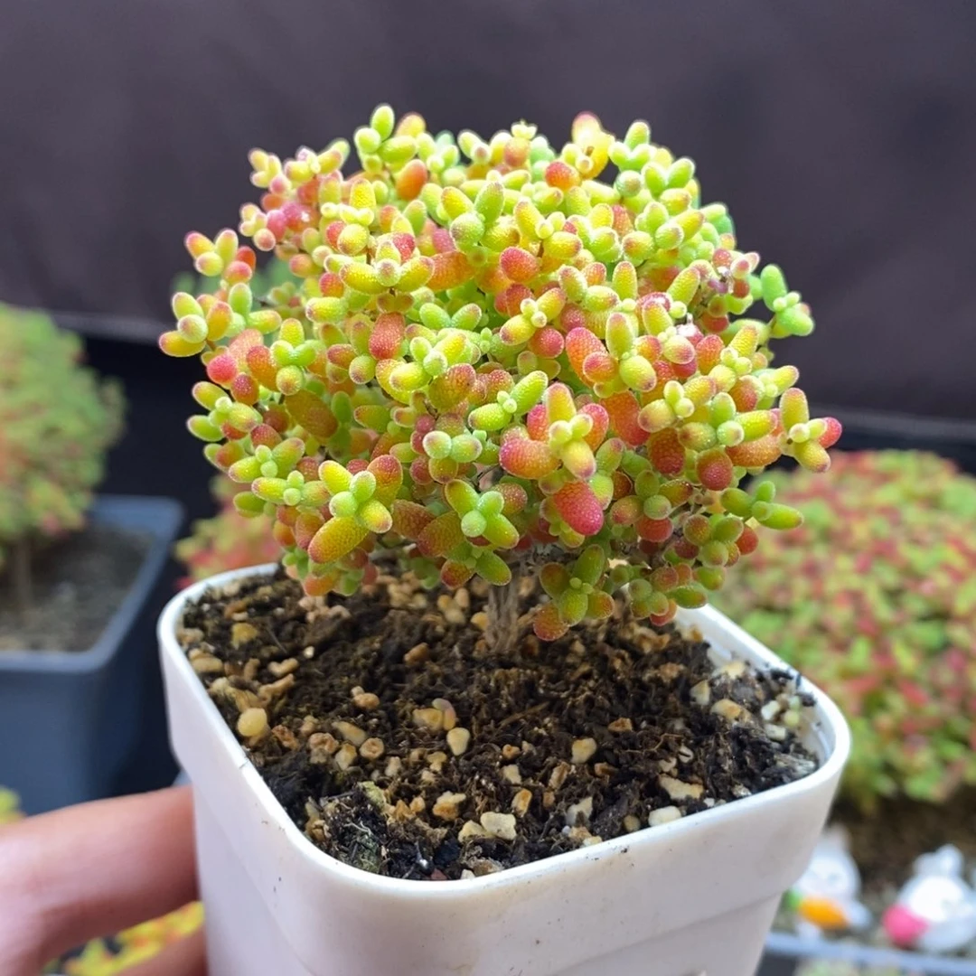 无花朵123号蜜橘糖球枝干