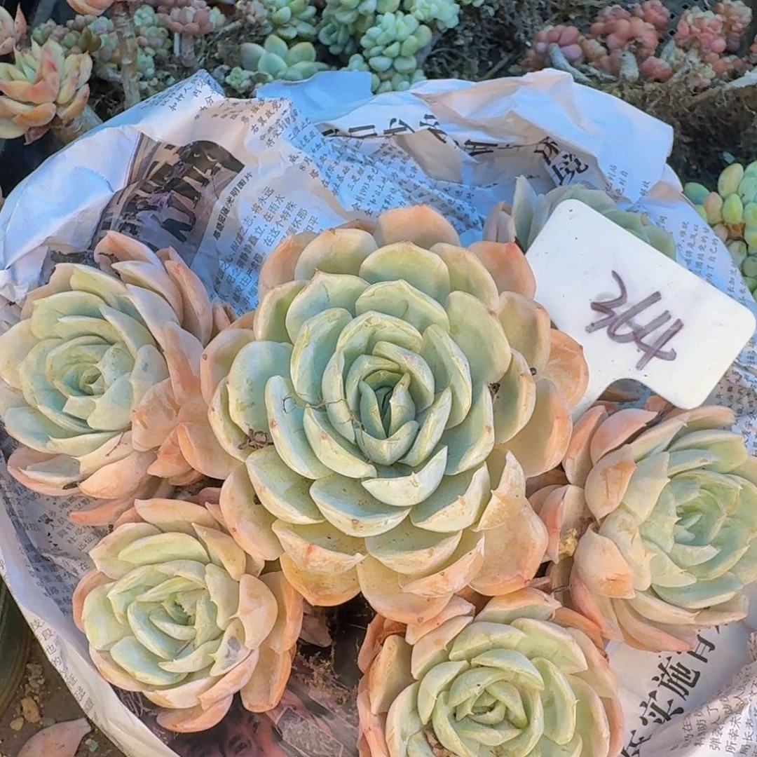 多肉植物和植物的生长