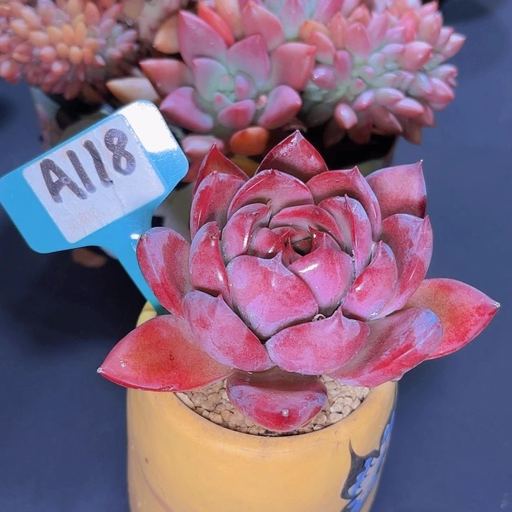 英*红卡一物一拍A118..