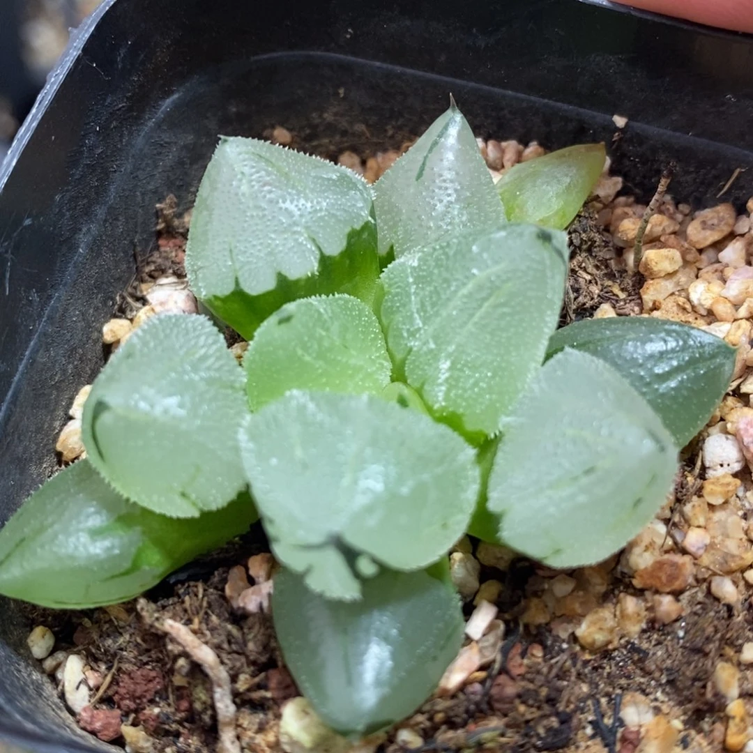 冰鸾玉一颗 元旦福利