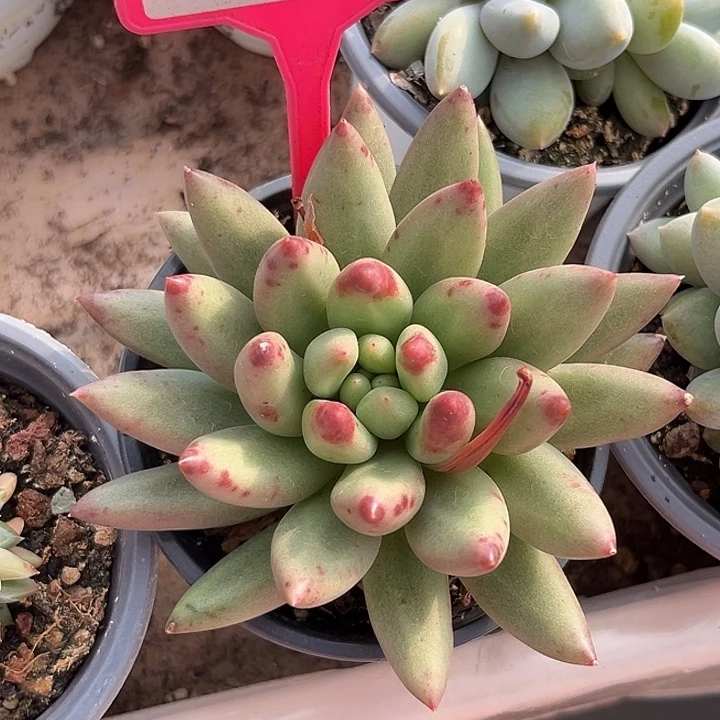 多肉植物一物一拍300