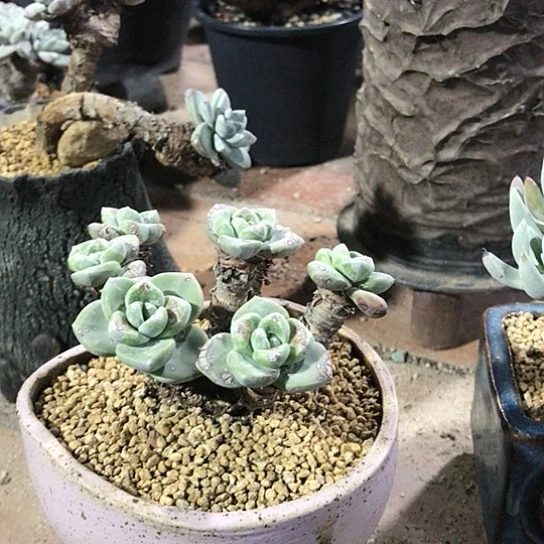 韩货苹果叶仙女棒杯