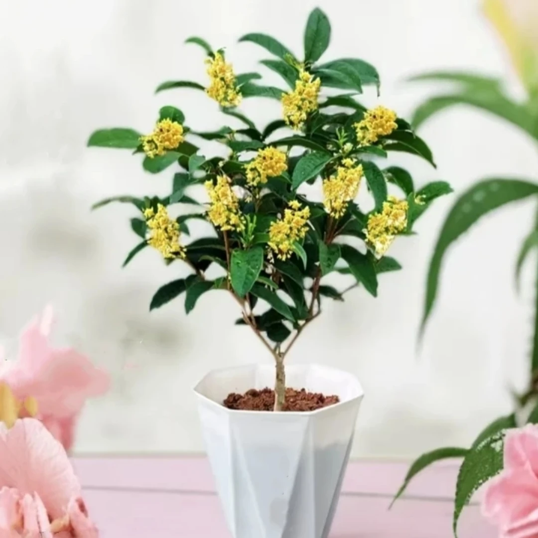 高35cm四季桂花树苗盆地栽矮株金桂开花浓香型庭院四季室内植物