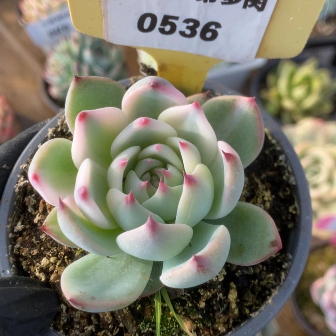 536吉娃娃锦锦锦锦锦