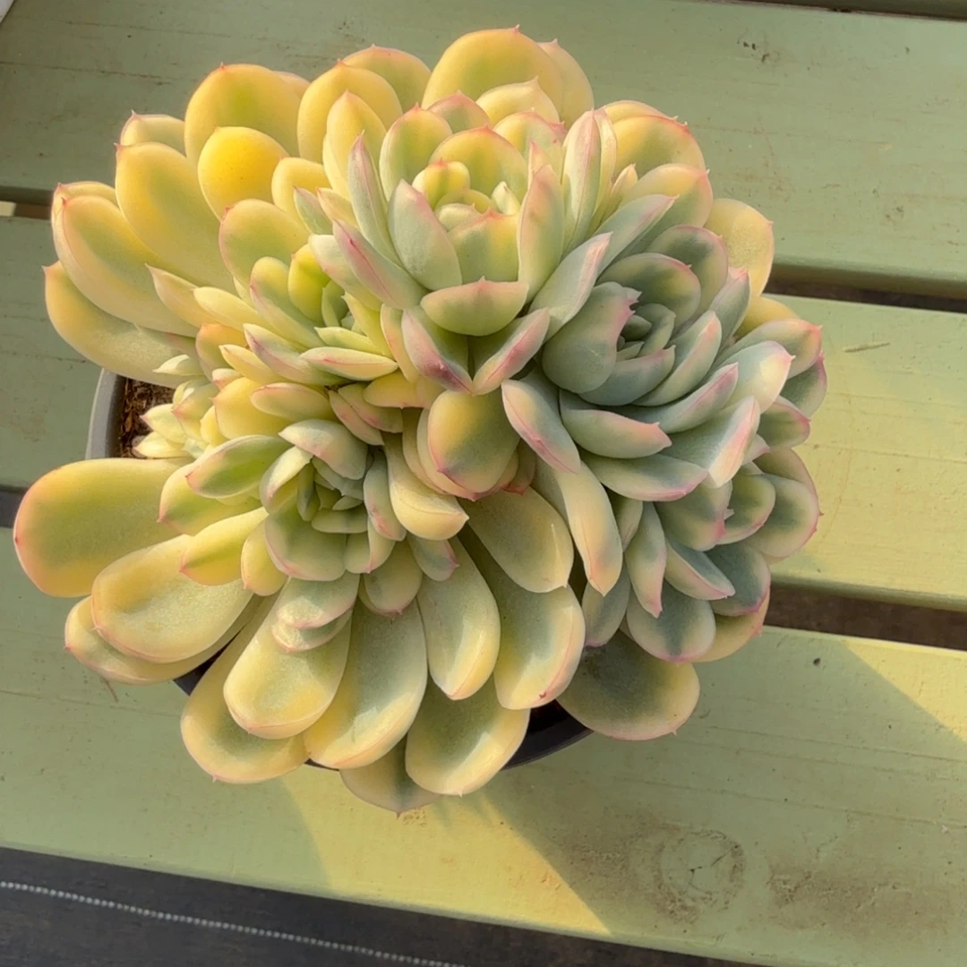 草莓冰锦锦上园艺有一物一拍