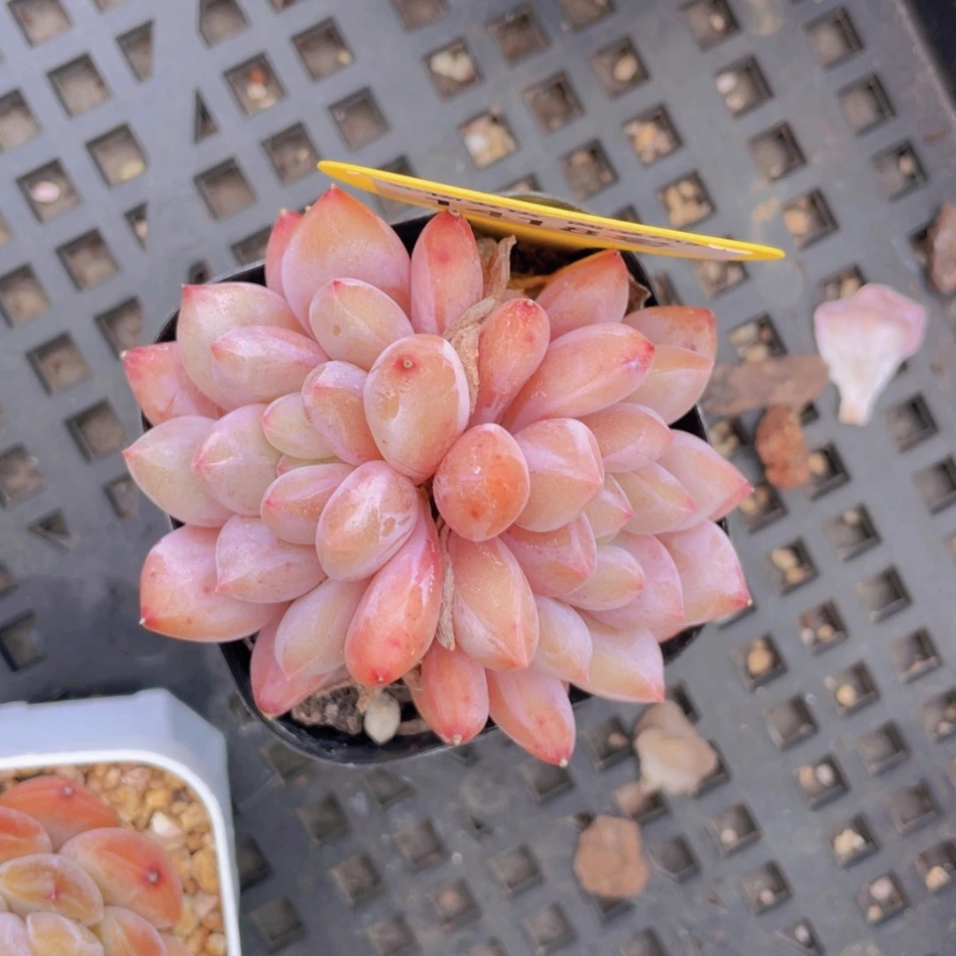 1418号 半夏双头一个