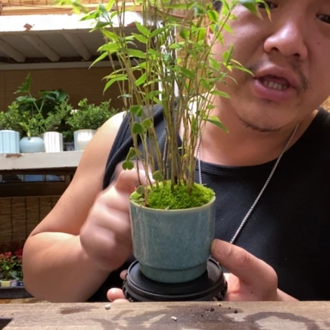 红陶一物一拍所见即所得22