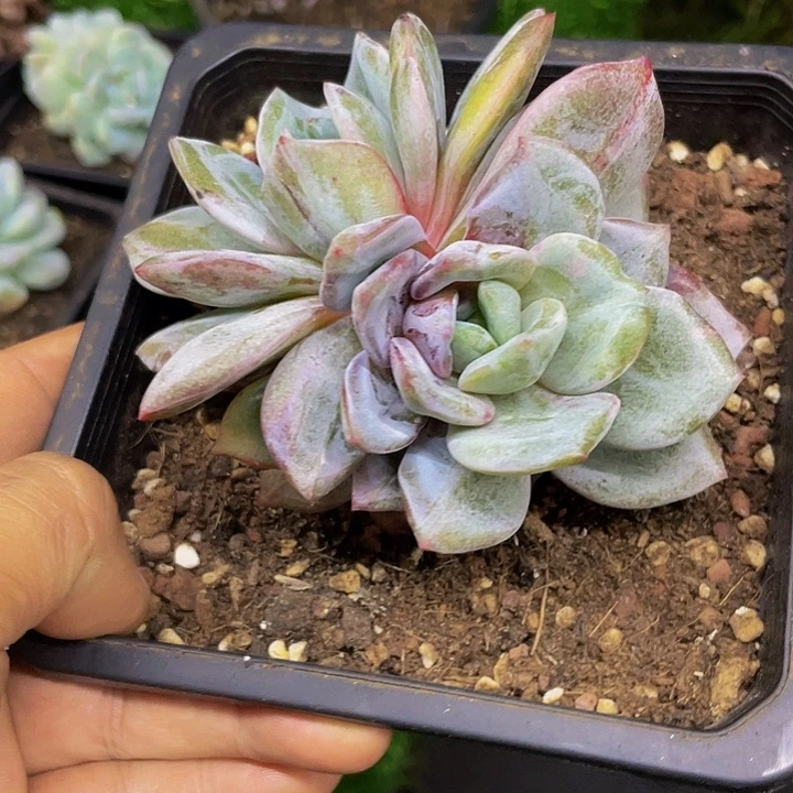 香槟德国石化哦哦哦哦哦