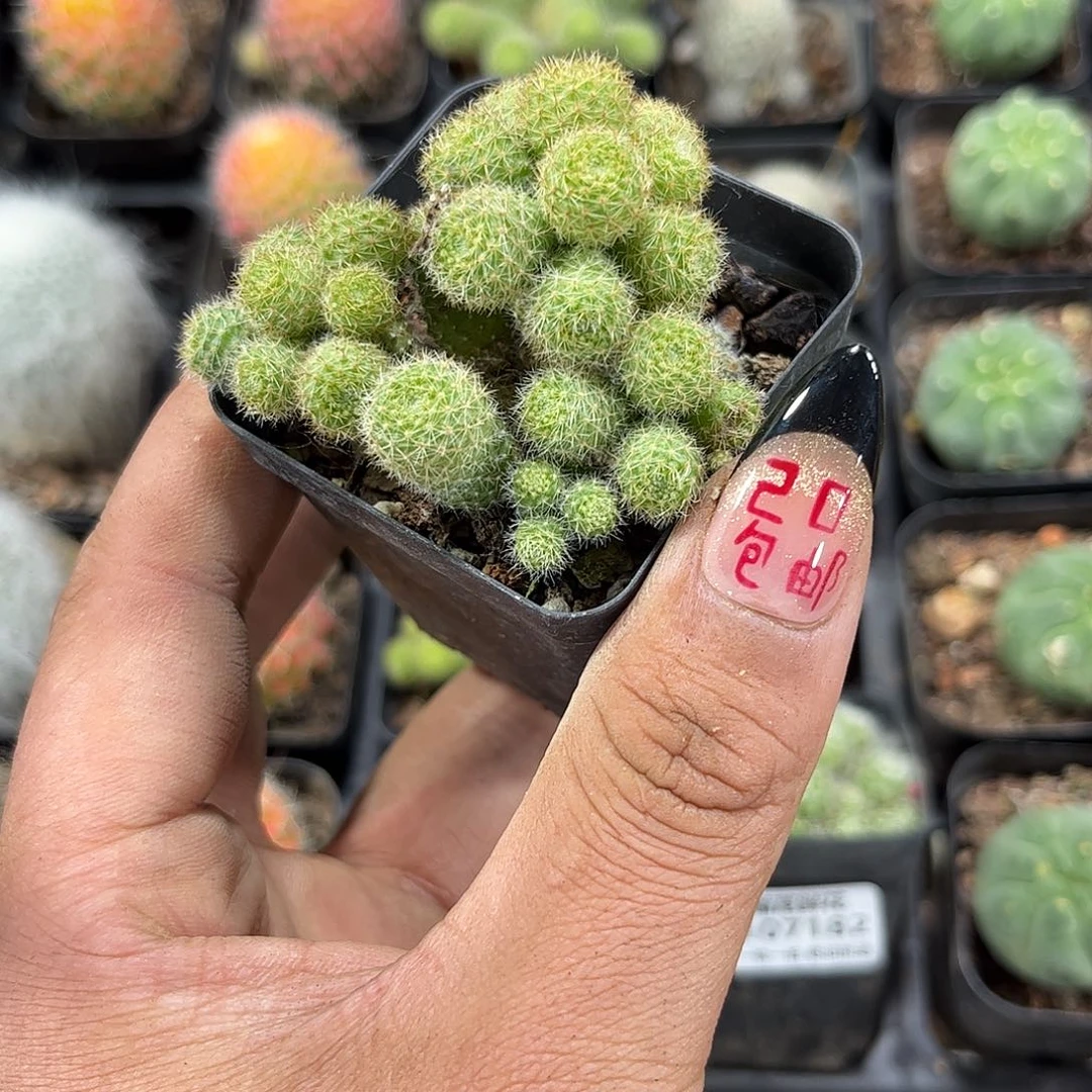 金蝶群生有根发货有根