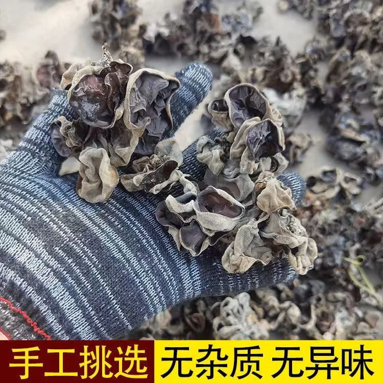 白背毛黑木耳肉厚新货秋木耳自然晾晒火锅食材脆木耳500克tg