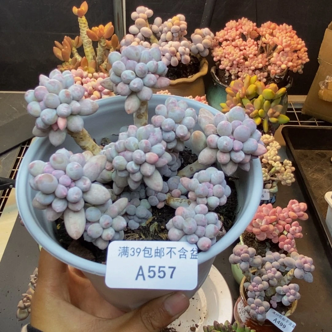 557香水手指奶多肉8c m