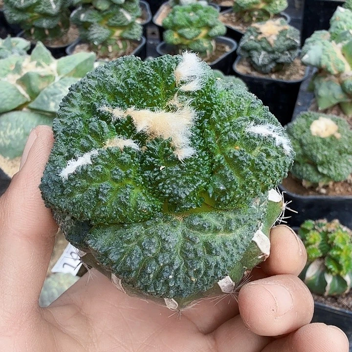 无花朵966大尤厚尤哥斯拉