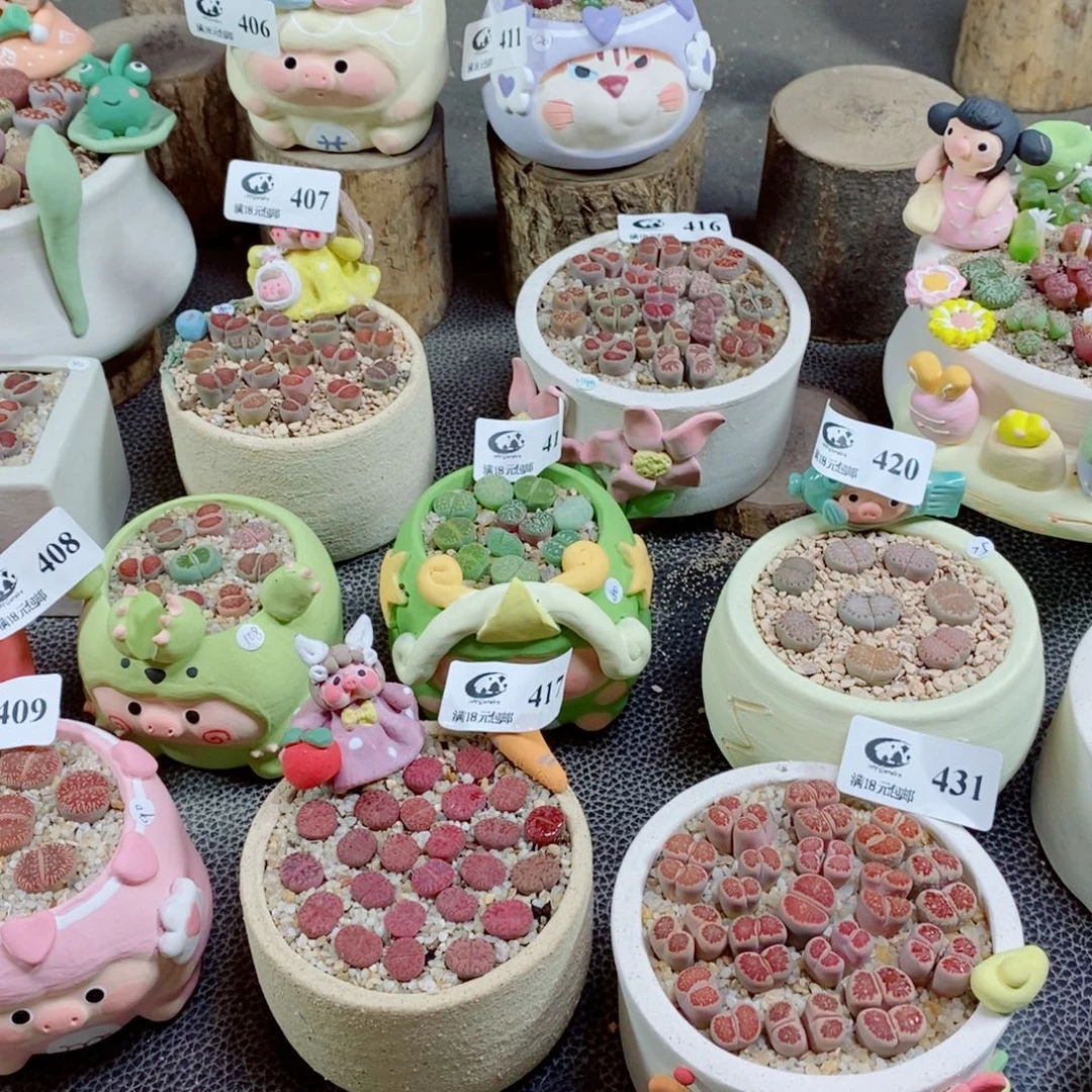 小***鱼生石花花花花花花花花434