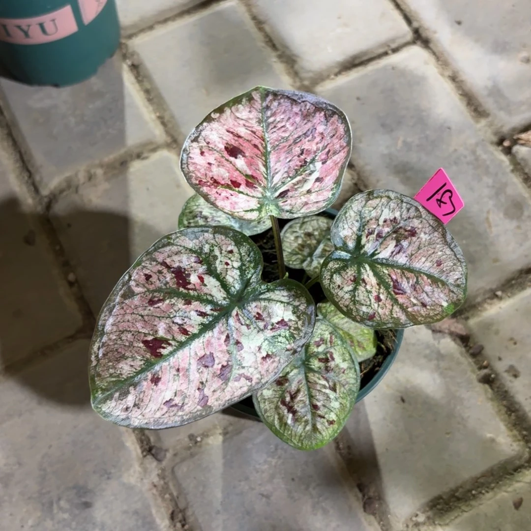 花木兰泰国彩叶芋187-0914