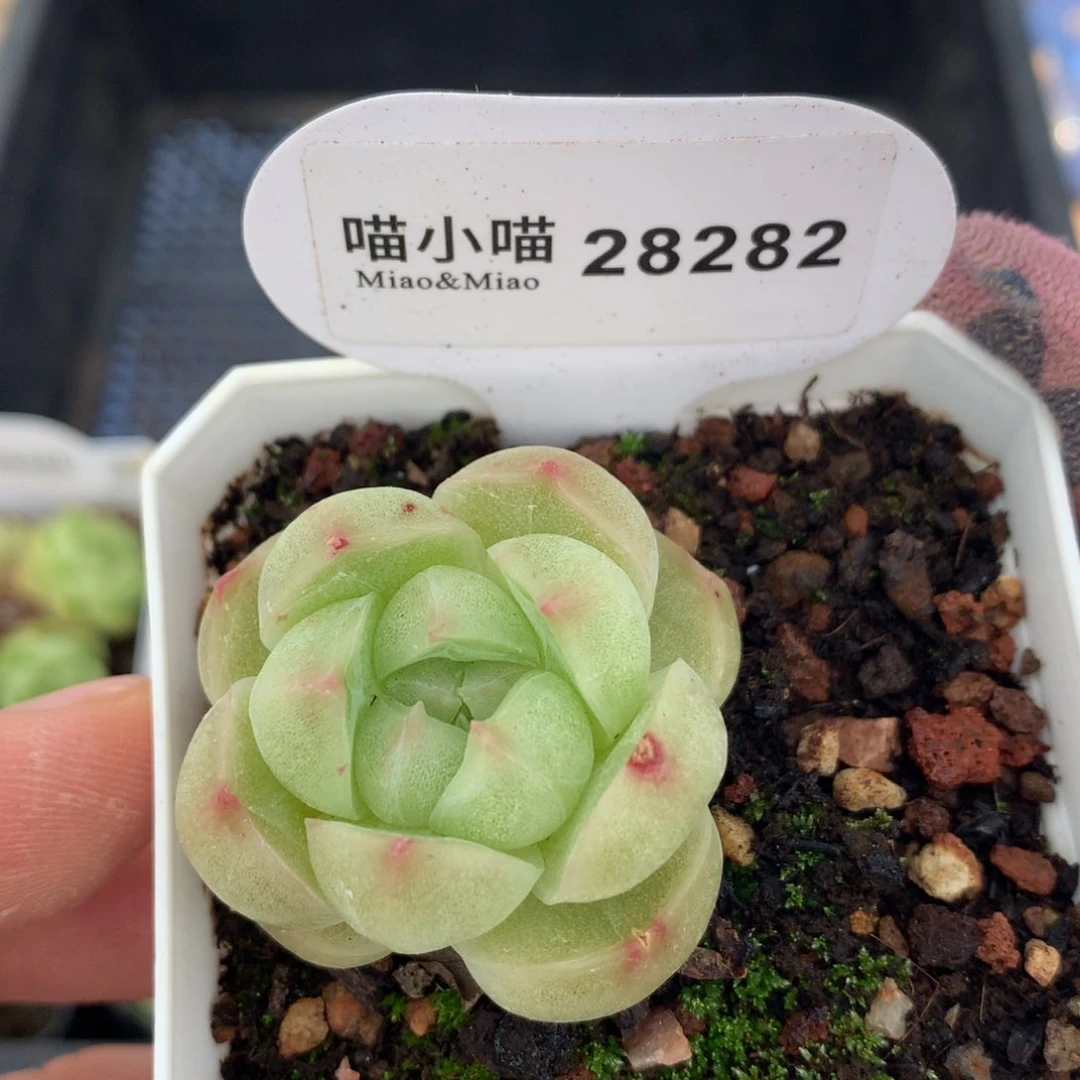 多肉植物麦秆珍妮