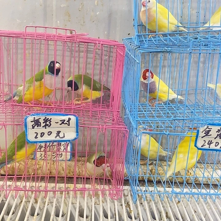 哦***宝文鸟保姆两对包活到家收到货拍开箱视频