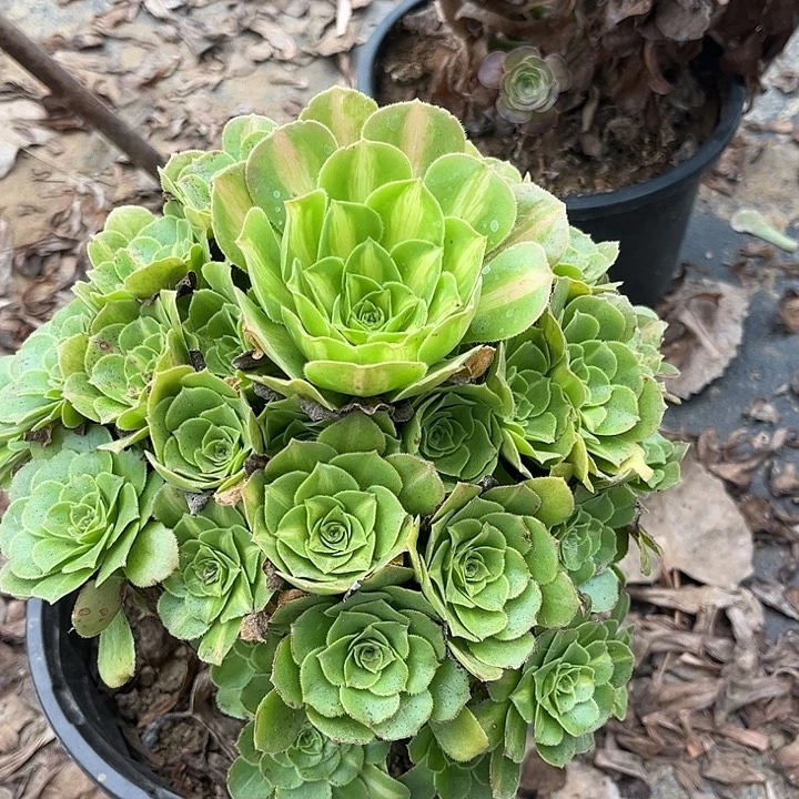 多肉植物法师51号