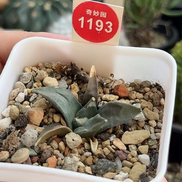 实生牛舌牡丹一颗4.5cm