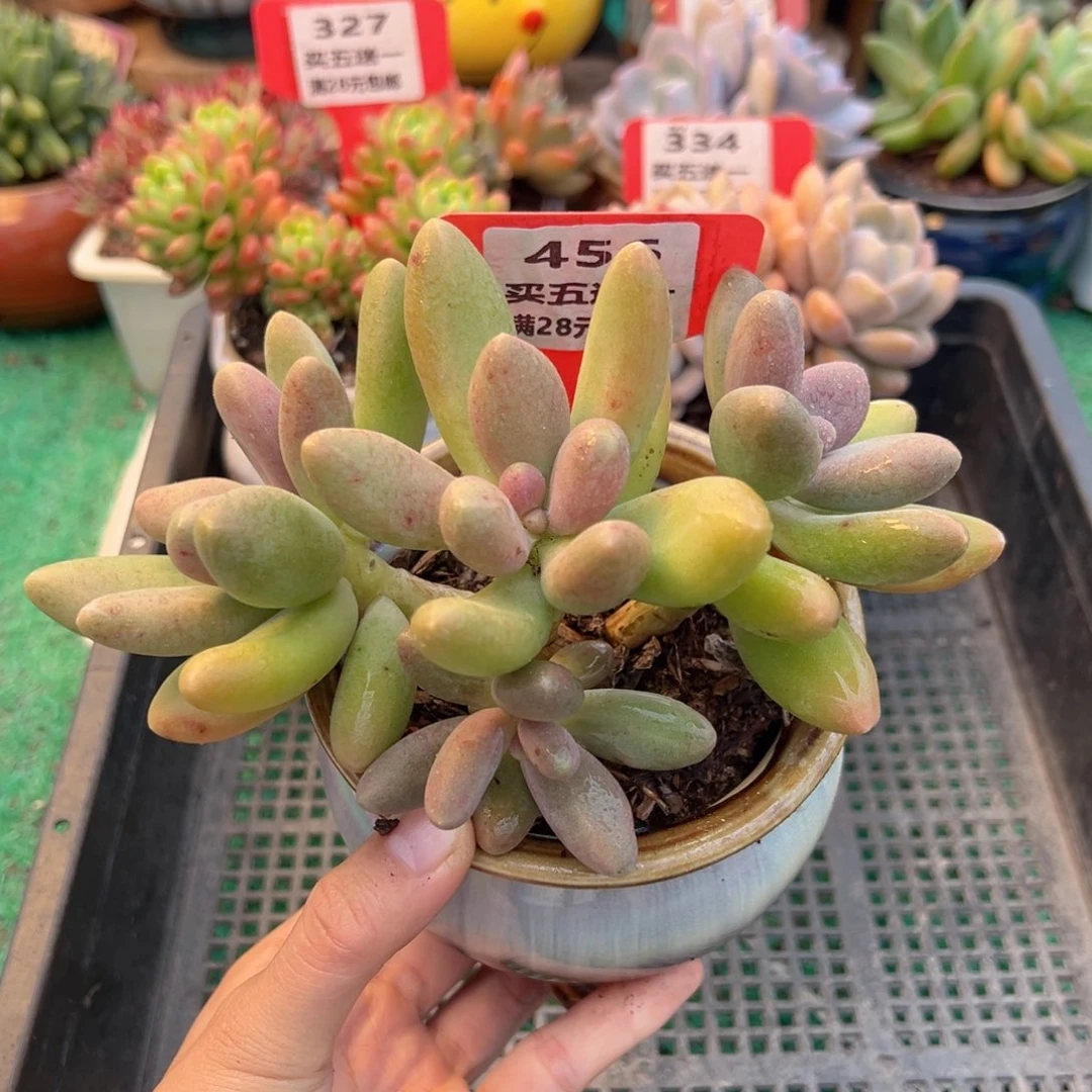 表妹精品多肉植物456: