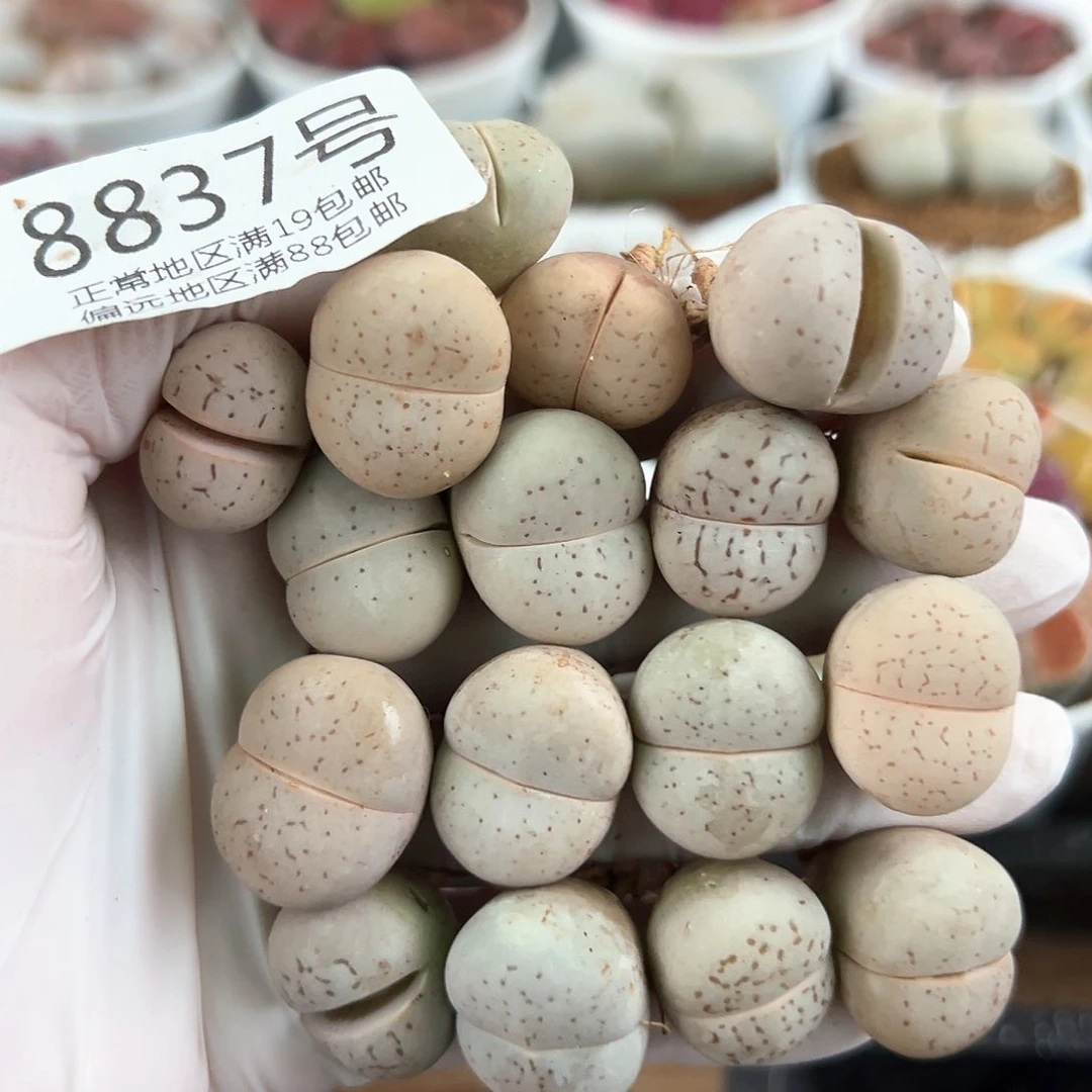 好养易活生石花大母本8837共17颗