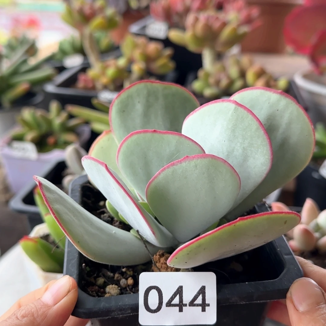 044号 一物一拍 一物一拍