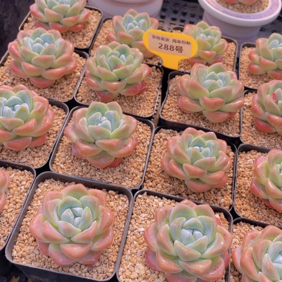 288号 肥胖樱花钻石冰玉单头一个