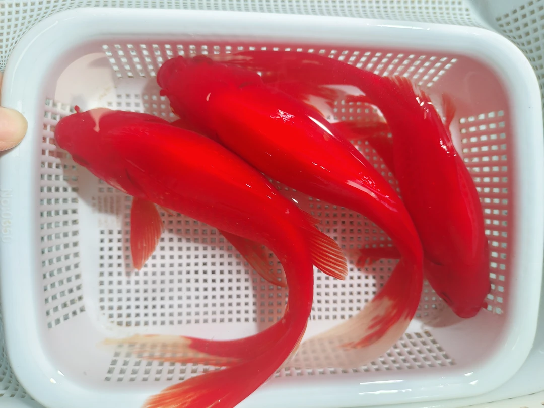 【凤尾大草】18-20cm凤尾大草3条观赏鱼锦鲤冷水鱼鱼活鱼耐活