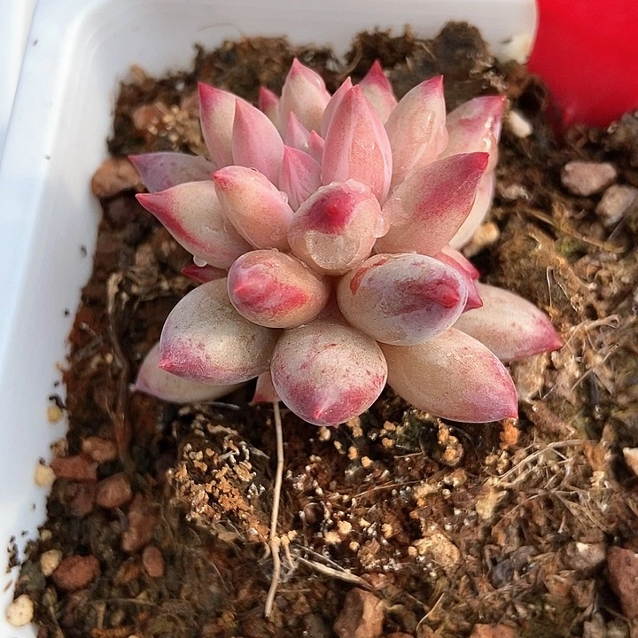 多肉植物虞美人1960