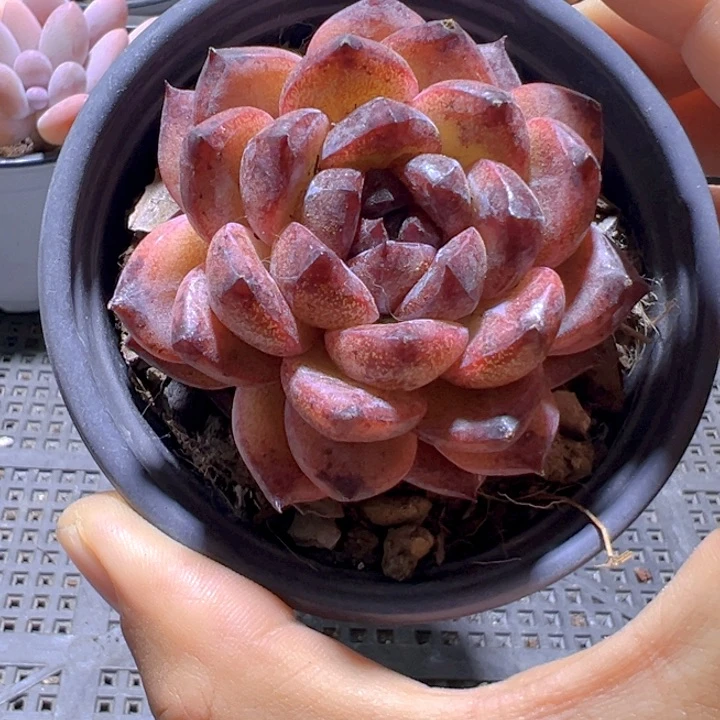 黑橙【一物一拍】两单包邮