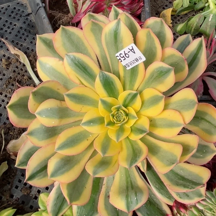 955灿烂多肉12345678