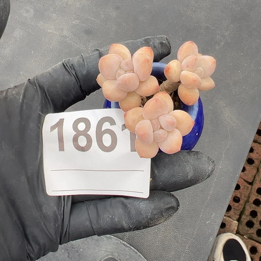1861三头香水粗腿带盆
