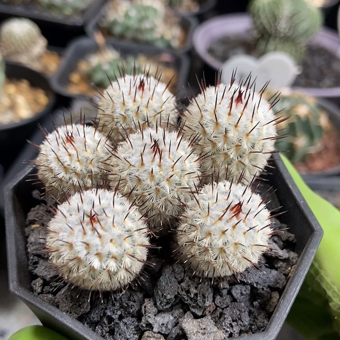 实生直刺佩雷群仙人球