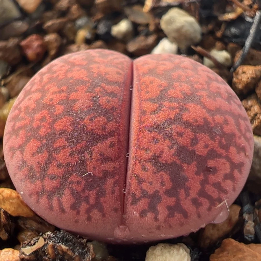 酒红紫薰多肉植物百科