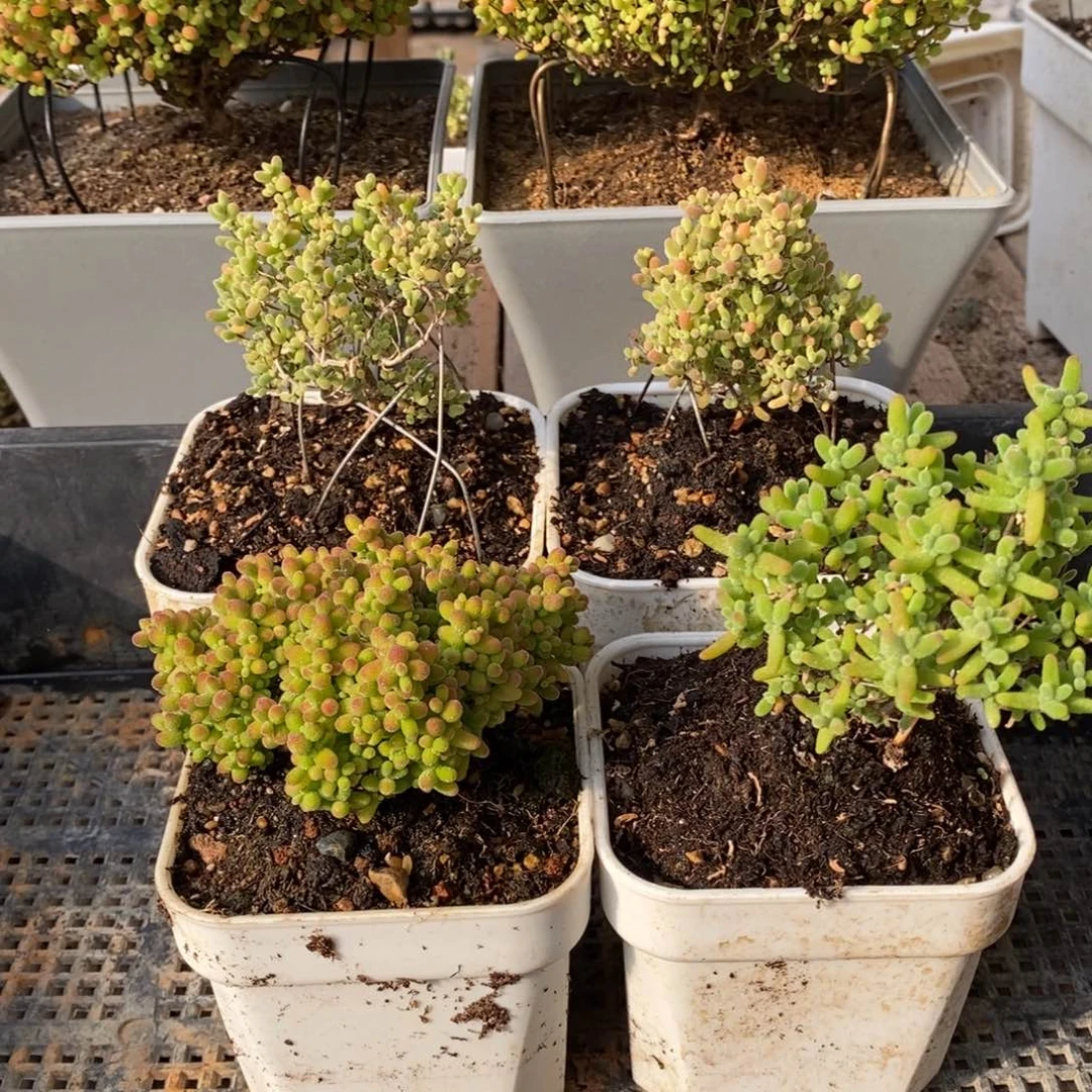 枝干番杏多肉植物149