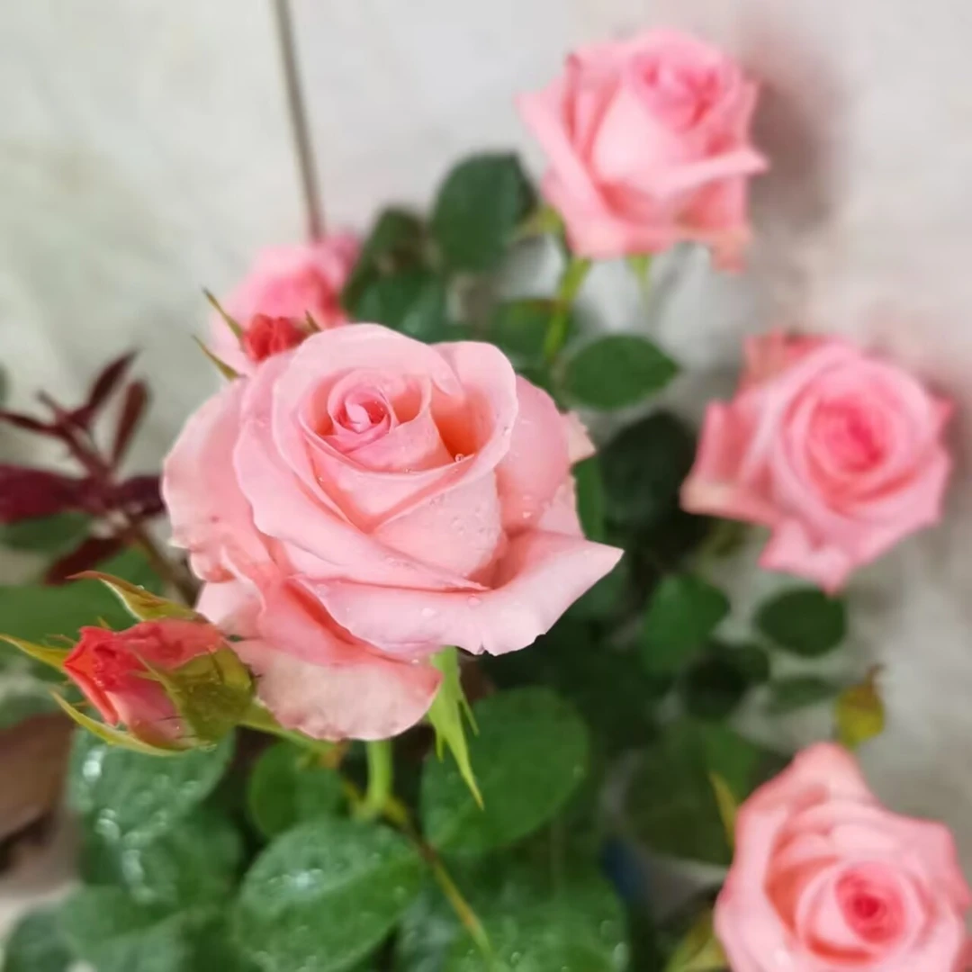 戴安娜【中苗】切花灌木丰花抗病强花期长耐热多季开花阳台庭院