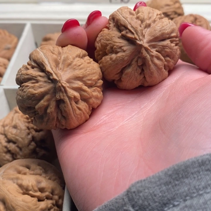 陌***凉霸王龙全品无修一刀没动