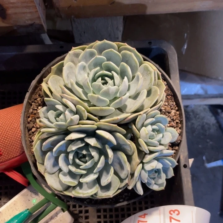 妧***儿劳林满20包邮脱土发货