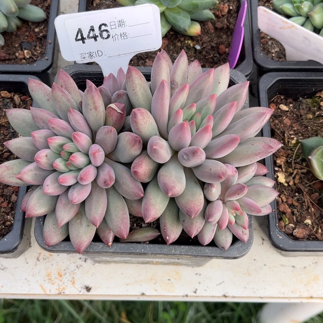 车厘子多肉植物446