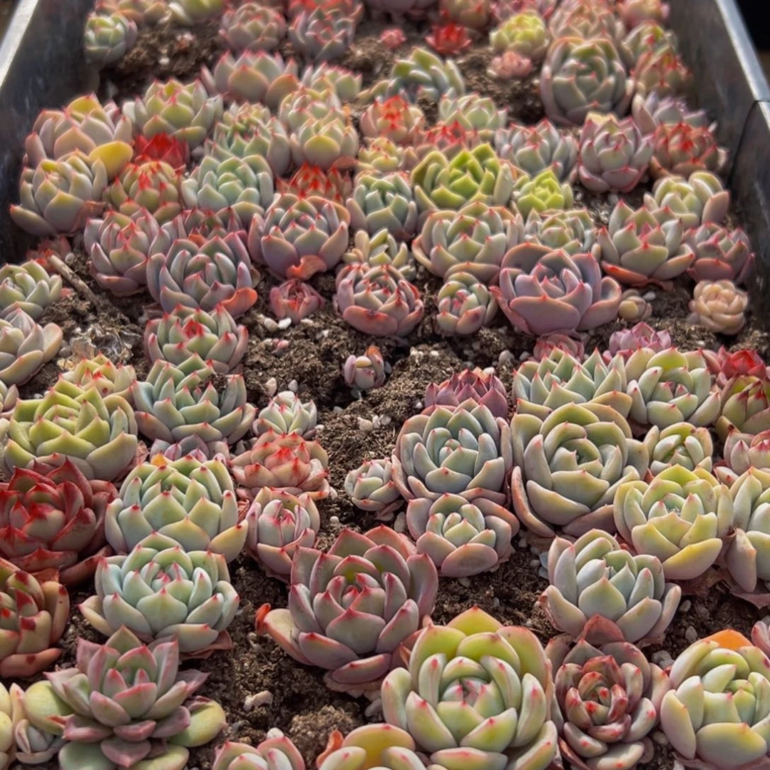 887多肉大热后放油爆出