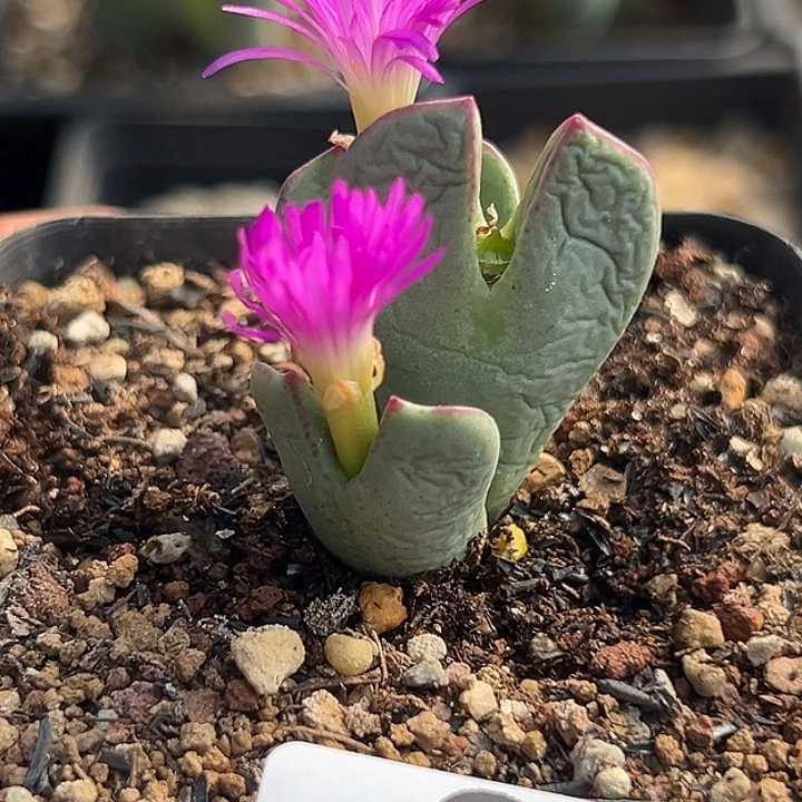 899号大将xyjjkklooo