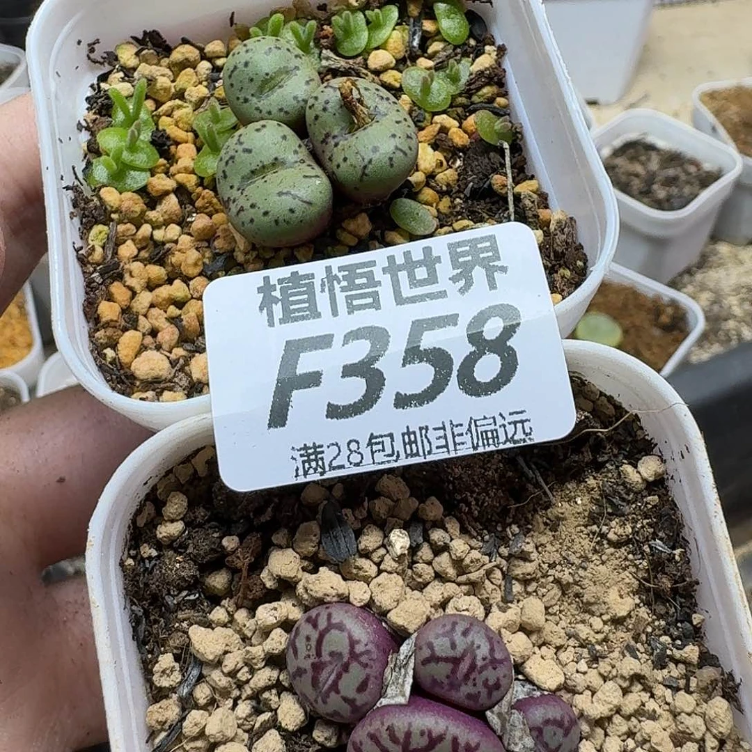 多肉植物的人生fghbj
