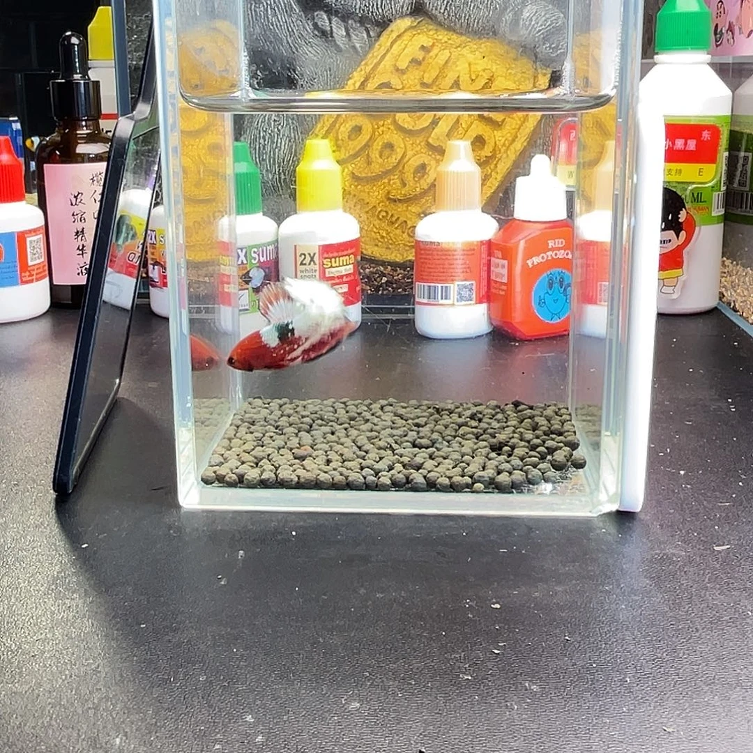 斗鱼66号1011早fccp