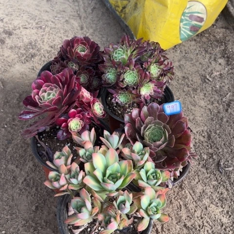 我997多肉植物组合