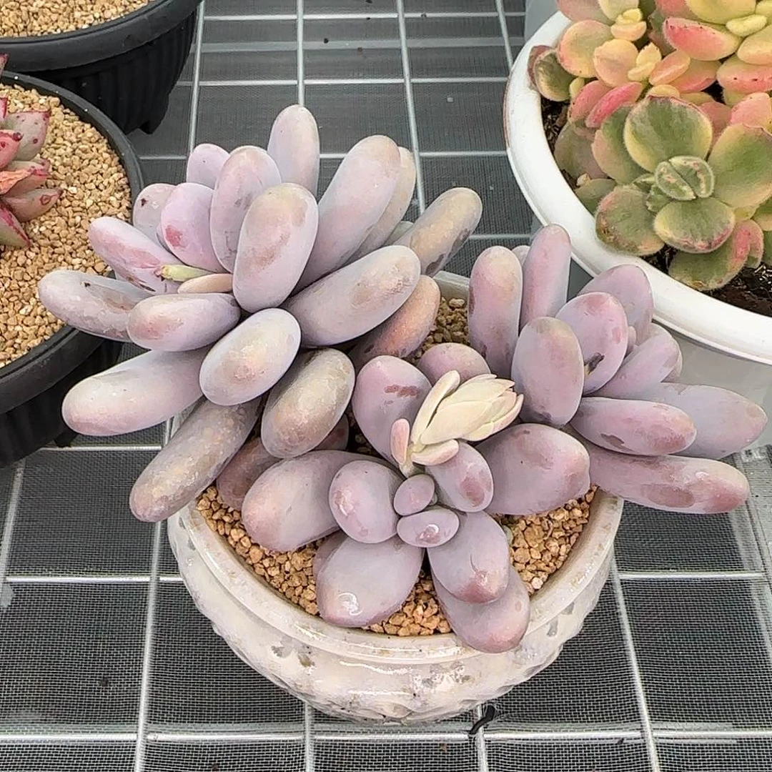 从前慢花园精选多肉原始奶