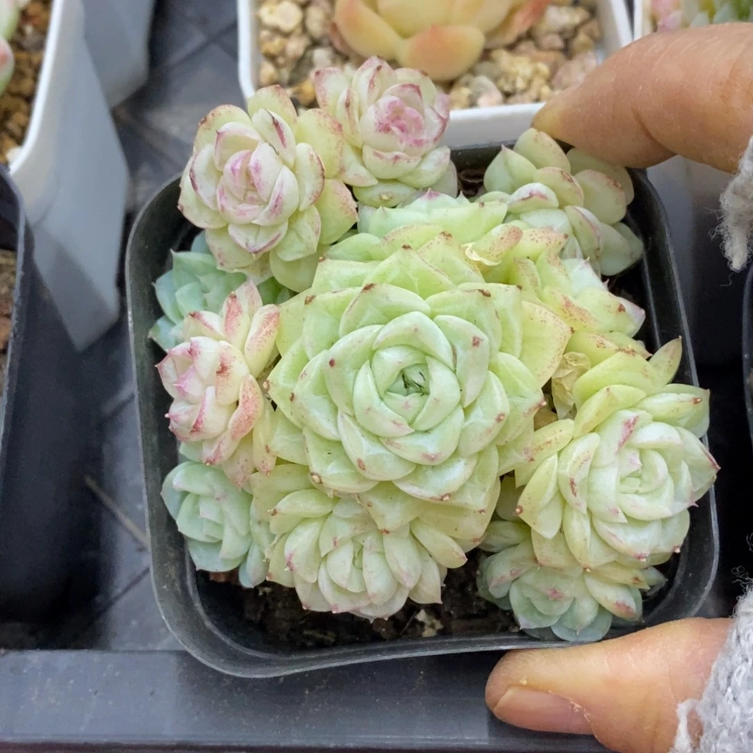 精品多肉一物一拍不包整34