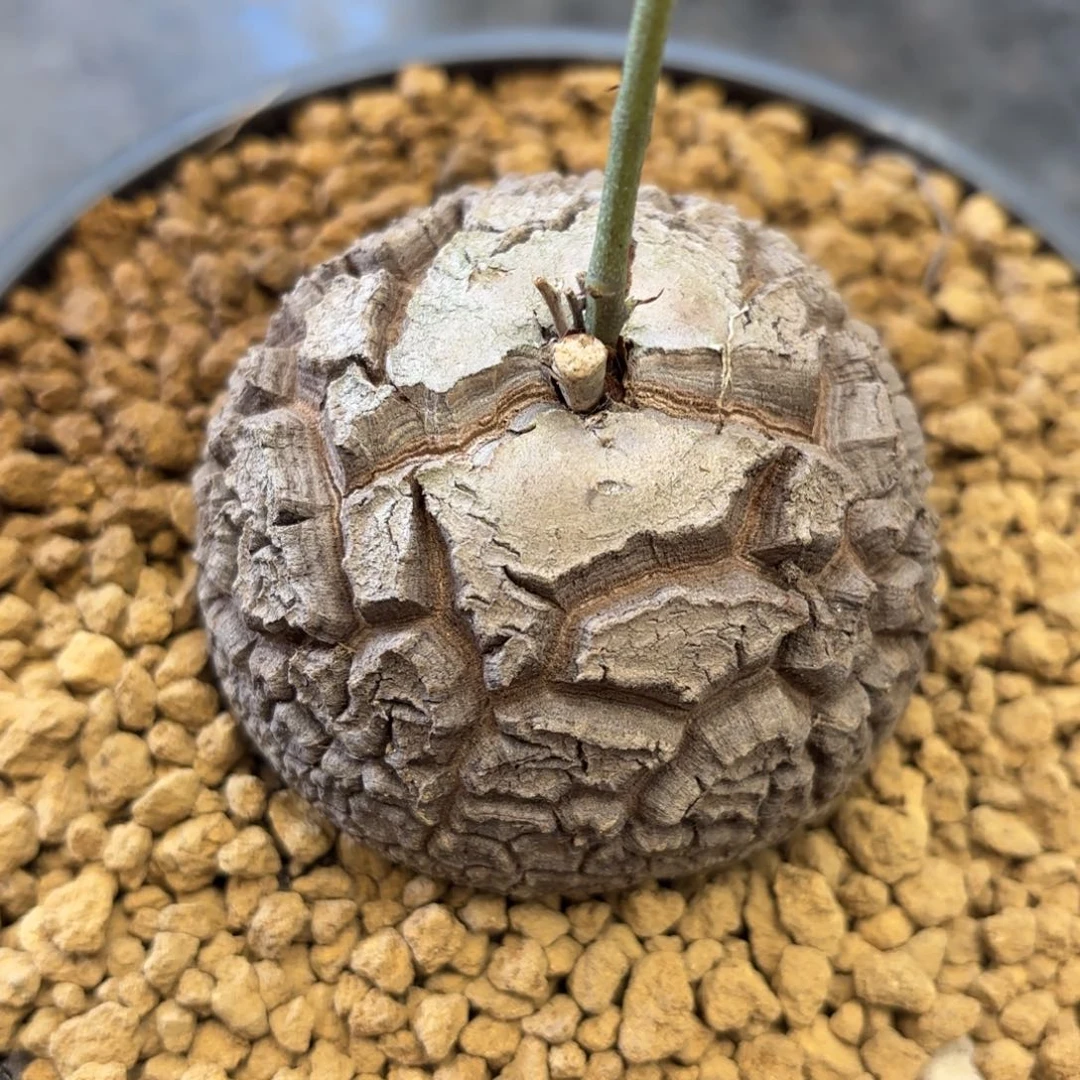 289号龟甲龙带盆包邮尺寸6.4