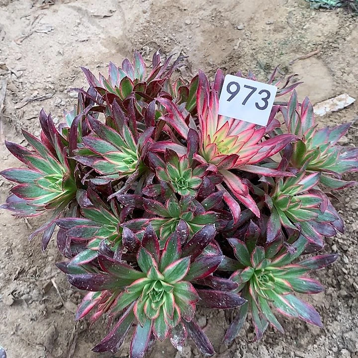 无花朵973孔雀中