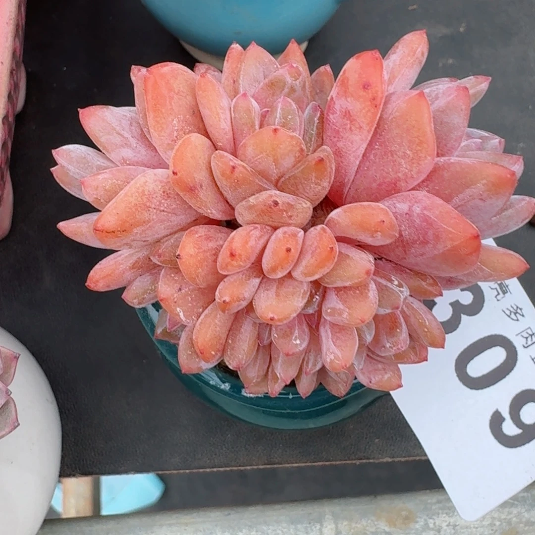 小脸雪天带缀化      愿你一路坦途，乘风破浪展宏图